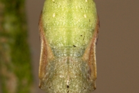Le Tircis. La prcdente refixe  un support et 2 jours plus tard (Lpidoptre - Nymphalidae - Pararge aegeria)